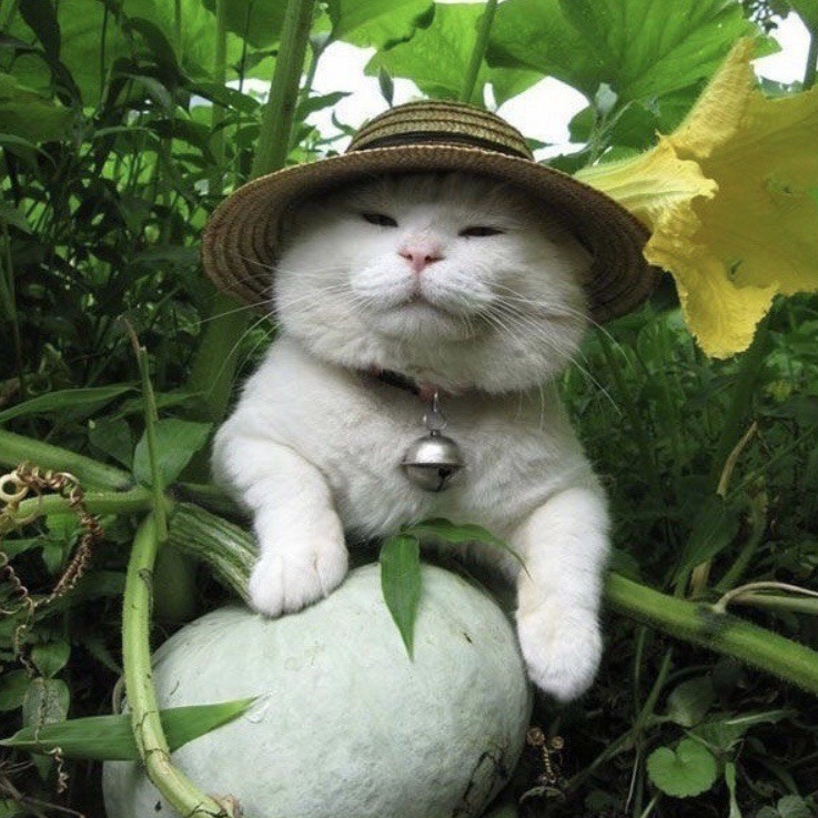 Cat with a hat in a grass with white pumpkin and yellow flower in right corner of hat.